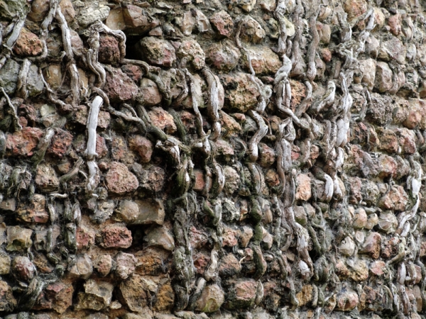 Racines dans un mur.jpg